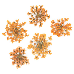Suszone kwiatki MollyLac Orange 5szt