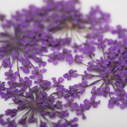 Suszone kwiatki MollyLac Purple 5szt