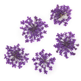 Suszone kwiatki MollyLac Purple 5szt