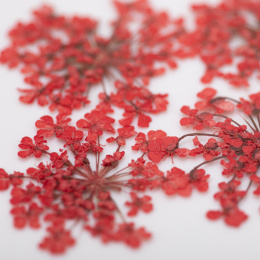 Suszone kwiatki MollyLac Red 5szt