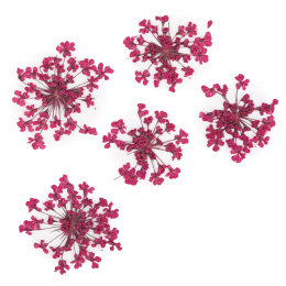 suszone kwiatki MollyLac Fuchsia 5szt