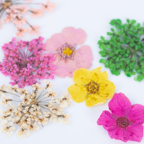 Suszone kwiaty do zdobień paznokci w kasetce Molly Nails rodzaj B 36 szt