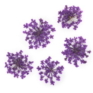 Suszone kwiatki MollyLac Purple 5szt — zdjęcie 1