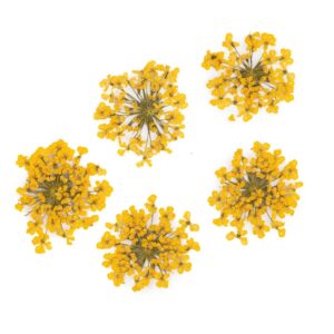 Suszone kwiatki MollyLac Yellow 5szt — zdjęcie 1