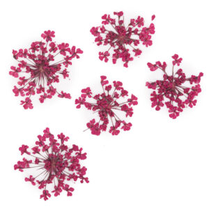 Suszone kwiatki MollyLac Fuchsia 5szt — zdjęcie 1